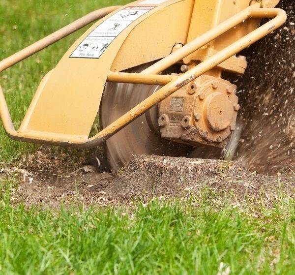 Professional stump grinding in a Jacksonville yard