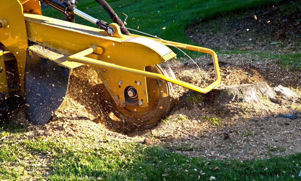 Wood chips left after stump grinding